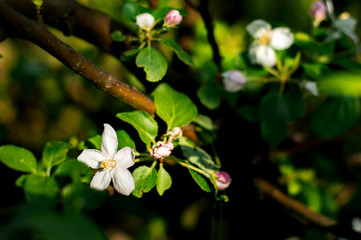 Sping blossom