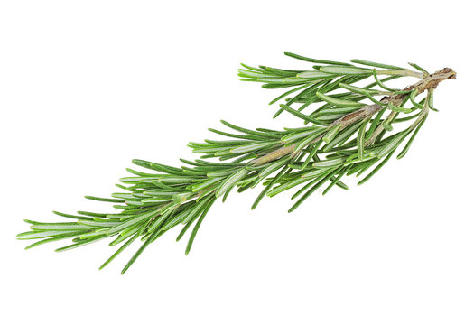Fresh rosemary branch on a white background
