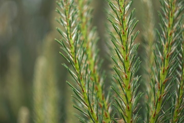 young pine branches in the spring