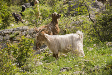 Obraz premium mountain goats in the mountains on a Sunny day