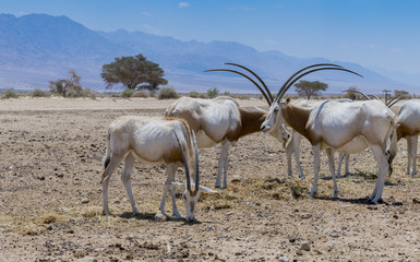 Antelope scimitar horn Oryx (Oryx leucoryx). Due to danger of extinction, the species was introduced from Sahara and adopted in nature reserve park near Eilat, Israel