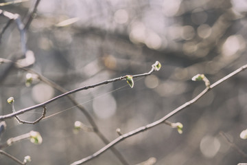 Detail of the plant - branches with blossoming leaves and cobwebs in the spring forest