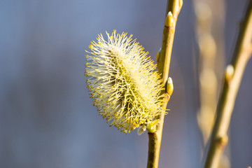 Plant detail - the male flowering catkin on willow or brittle willow (Salix fragilis) in the spring...