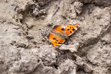 The small tortoiseshell (Aglais urticae) - is a butterfly in the family Nymphalidae, sits on a dried ground, the Ukraine