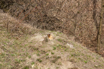 Naklejka na ściany i meble The bobak marmot (Marmota bobak), also known as the steppe marmot, who climbed out of the hole, to bask in the rays of spring sun