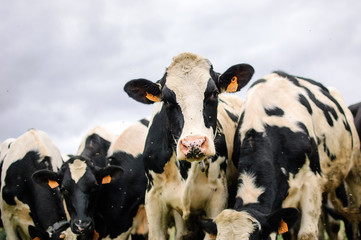 The Herd of Holstein Black and White Milk Cows Grazing on Pasture During Warm Sunny Day in the Summer