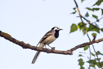 Wagtail sitting (Motacilla alba) on tree branch in the spring. The northeast of Ukraine