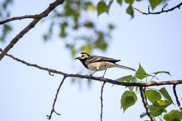 Naklejka premium Wagtail sitting (Motacilla alba) on tree branch in the spring. The northeast of Ukraine