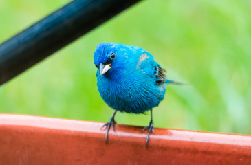 Indigo Bunting eating out of red wagon during his spring migration. 