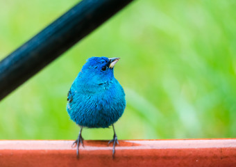 Indigo Bunting eating out of red wagon during his spring migration. 