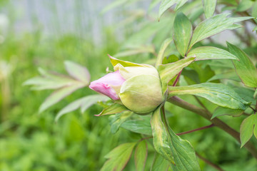 Rosa Pfingstrosen - Knospe 