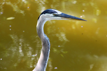 Great blue heron (Ardea herodias) closeup - Delray Beach, Florida, USA