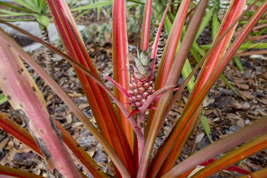 Red pineapple (Ananas bracteatus) - Pembroke Pines, Florida, USA