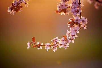 Pink flower branch