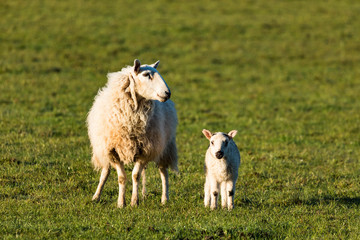 Obraz premium mother sheep with cute little spring lamb during morning sunrise 