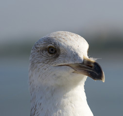 Mewa © Zbyszek Nowak