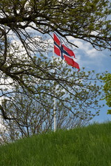 Flaga Norwegii na białym maszcie wbitym we wzgórze porośnięte trawą, gałęzie dzrewa ze świeżymi wiosennymi listkami na pierwszym planie - obrazy, fototapety, plakaty