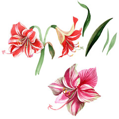 Pink striped amaryllis. Floral botanical flower. Wild spring leaf wildflower isolated. Aquarelle wildflower for background, texture, wrapper pattern, frame or border.