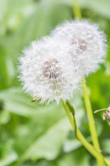 Verblühter Löwenzahn 