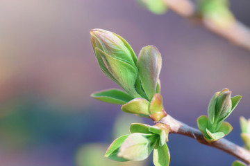 First green tree branch in spring