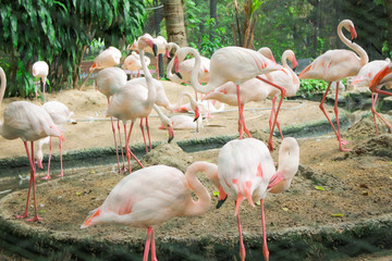 Flamingo group in the zoo 