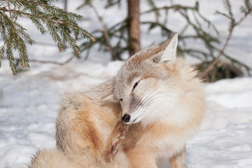 Fototapeta premium Young corsac fox scratches itself behind the ear. Animals in wildlife.
