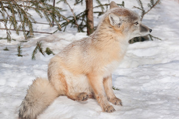 Fototapeta premium Young corsac fox is sitting on white snow. Animals in wildlife.