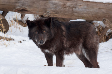 Wild black canadian wolf is standing on white snow. Canis lupus pambasileus.