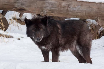 Crédence de cuisine en verre imprimé Loup Wild black canadian wolf is standing on white snow. Canis lupus pambasileus.