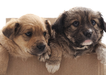 Two small dogs in box.