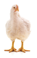 One white chicken