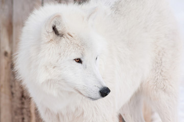 Wild arctic wolf close up. Animals in wildife. Polar wolf or white wolf.