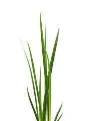 Bunch of green grass.