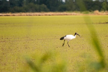 Ibis