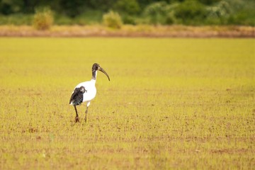 Ibis