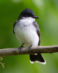 Eastern Kingbird Front View