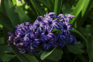 One hyacinth oriental flower violet color, close-up. 
