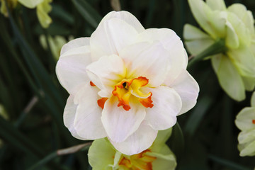 One Narcissus flower white color with yellow-orange heart, close-up.