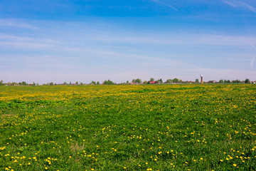 A field with yellow dandelions in the daylight, rural, countryside lanscape