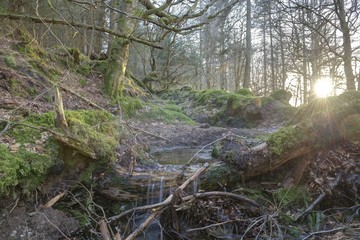 Ireland, Co. Dublin, Glencullen
