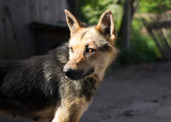 portrait of a domestic dog in the sunlight