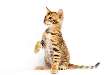 Bengal kitten on white background © Happy monkey