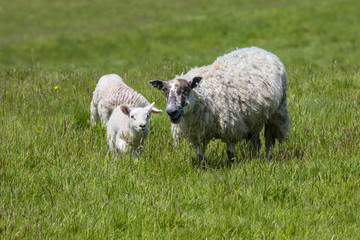 Naklejka na ściany i meble Sheep and Lamb