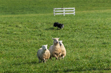 Obraz premium Sheep Dog Herds in Sheep (Ovis aries)