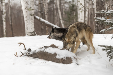 Two Grey Wolves (Canis lupus) Check Out Deer Carcass