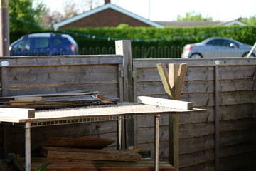 Red robin feeding on bird table in uk