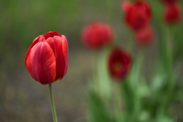 Obraz premium Red tulip