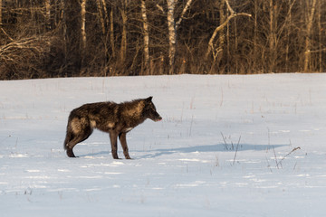 Black Phase Grey Wolf (Canis lupus) Stands in Field Licking Nose