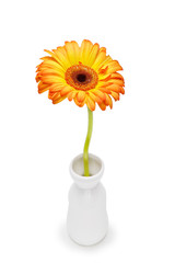 Yellow Gerbera in vase on white background. Daisy flowet in vase, including clipping path.