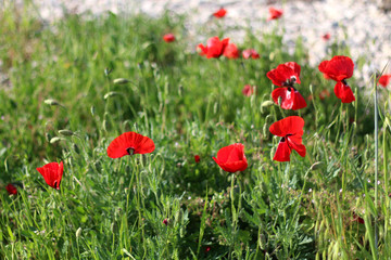 Fototapeta na wymiar Poppies in a field, with beautiful green bokeh.